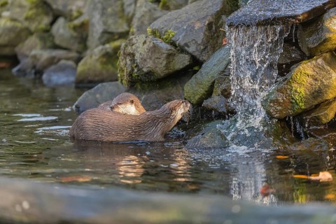 Two oriental small-clawed otter or Asian small-clawed otter (Aonyx cinerea), in a creek in front of