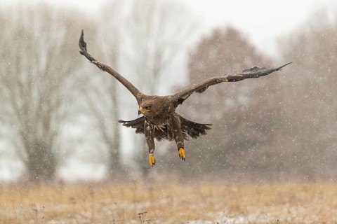 One steppe eagle, Aquila nipalensis, flying over a snowy meadow during snowfall. Trees and grass in