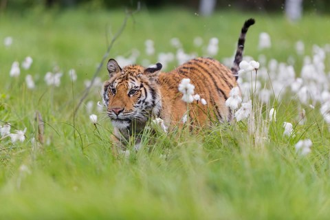 One young female Siberian Tiger, Panthera tigris altaica, running thru tall fresh cottongrass.