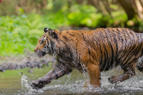 One young female Siberian Tiger, Panthera tigris altaica, running thru the cool fresh water of a