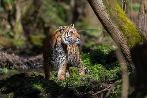 One young female Siberian Tiger, Panthera tigris altaica, standing on shore of a creek in a forest.