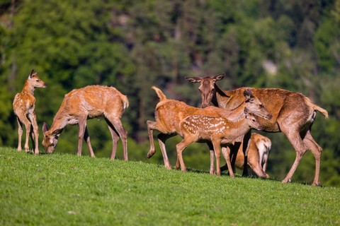 One red deer doe (Cervus elaphus) stands on a meadow and suckles her fawn. A forest in the distant
