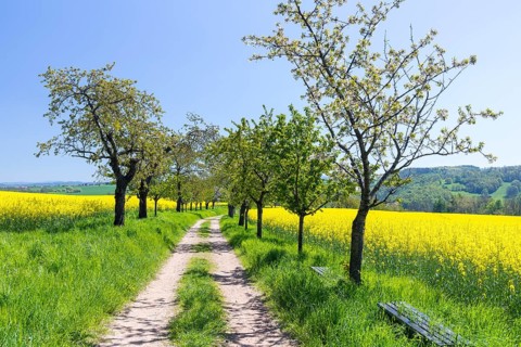 Cherry avenue (prunus) between flowering rape fields (Brassica napus) near Maxen, Müglitztal,