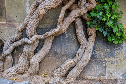 Common ivy, Hedera helix, growing on the outer wall of the Old Palace, Stuttgart,
