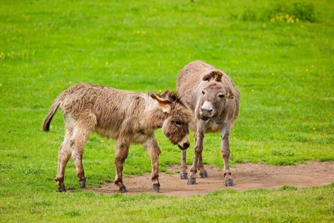 A mixed breed donkey foal and his mother have a fight