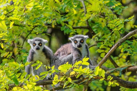 Two ring-tailed lemurs (Lemur catta) sit high up in a tree on a branch between fresh green leaves