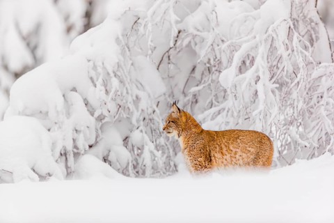 One young male Eurasian lynx, (Lynx lynx), walking through deep snow covered undergrowth in a