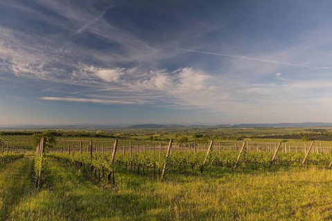 Vineyards at sunrise in Langenlois, Kamp-Manhartsberg Valley Austria