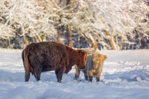 A highland cow (Bos primigenius taurus) and two calves stand at the edge of a forest on a