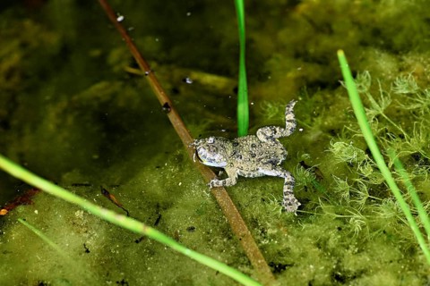 Yellow-bellied toad (Bombina variegata), in pond, Switzerland, Europe