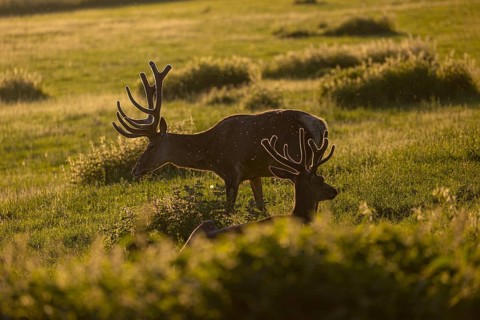 Two male Altai maral, Altai wapiti or Altai elk (Cervus canadensis sibiricus) roaming over a meadow