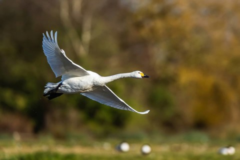 Tundra Swan, Bewick's Swan, Cygnus columbianus in flight at winter in Slimbridge, England, United