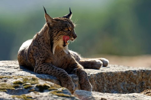Lynx pardinus, portrait, morning sun, backlight, Andalusia Spain