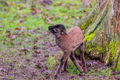 A Cameroon or Cameroon Dwarf sheep lamb, Ovis gmelini aries, standing in a forest
