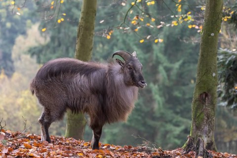 One male Himalayan Tahr (Hemitragus jemlahicus) standing in a forest. Green and yellow forest in
