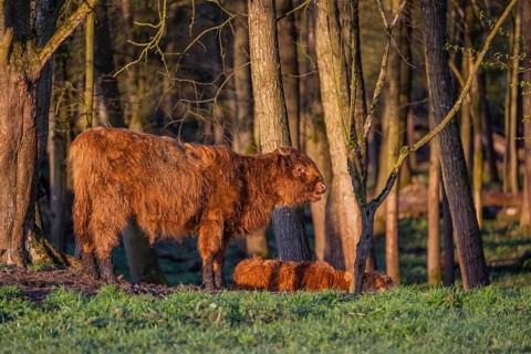 A Highland calf (Bos primigenius taurus) stands at a forest edge, a second one is resting on the