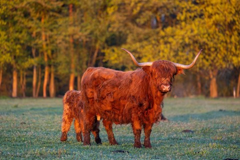 A highland cow (Bos primigenius taurus) suckles her calf