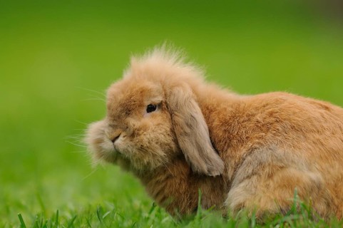 Fluffy hare with long ears resting in the grass, domestic rabbit (Oryctolagus cuniculus forma