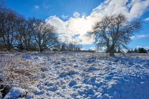Snowy landscape with several bare trees under a clear sky, winter, Oberelsbach, Lange Rhön, Rhön,