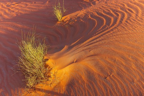 Wind-sculpted sand structure with green vegetation, in the Rub al Khali desert, Dhofar province,