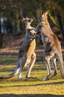Eastern Gray Kangaroo (Macropus giganteus), two males fighting on a meadow, captive, occurance