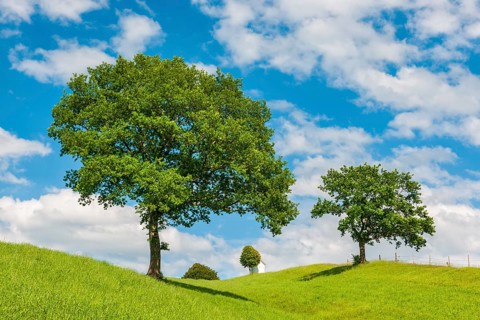 Hilly landscape with trees on a green meadow under a blue sky with cumulus clouds, in the
