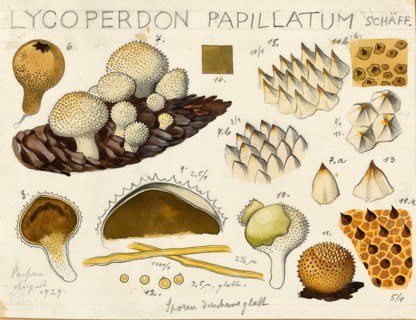 Mushroom, mushroom, bottle mushroom, Lycoperdon perlatum, syn. Stäubling gemmatum, in the