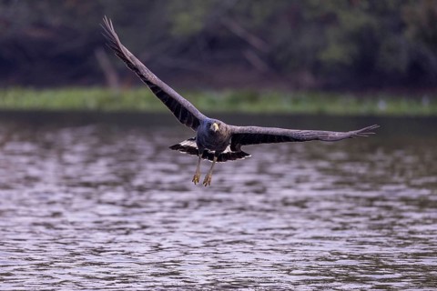 Black buzzard (Buteogallus urubitinga), approaching prey, Pantanal, Brazil, South America