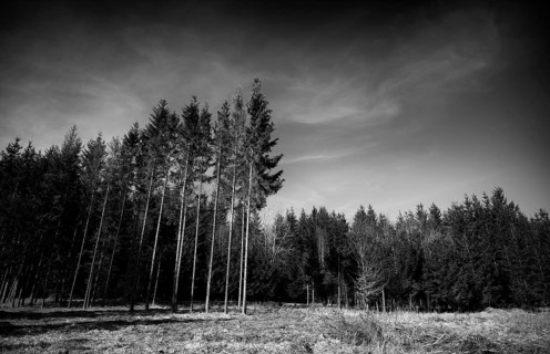 Spruce, spruce forest, black and white, Weiherwiesen nature reserve, Essingen, Swabian Alb,