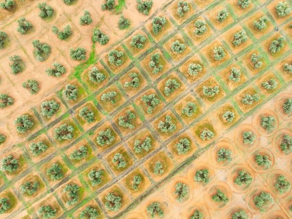 Cultivated olive trees (Olea europaea). Aerial view. Drone shot. Jaén province, Andalusia, Spain,