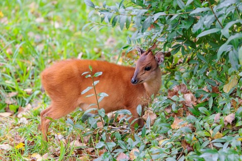 A female red forest duiker, Natal duiker or Natal red duiker (Cephalophus natalensis) stands on a