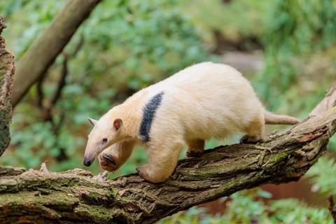 A southern tamandua (Tamandua tetradactyla), walks on a branch of a tree in a forest