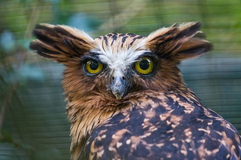 Buffy Fish Owl (Ketupa ketupu), (Bubo ketupu), or Malaysian Fish Owl, portrait of adult bird,
