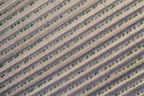 Aerial view of a potato field with ridges and young shoots, Dresden, Saxony, Germany, Europe
