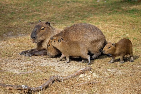 Capybara (Hydrochoerus hydrochaeris), capybara, adult, female, mother, young, on land, group,