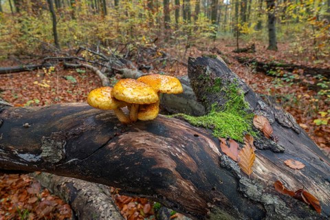 Goldfell Schüppling (Pholiota aurivella), fruiting body on a dead trunk of a copper beech (Fagus