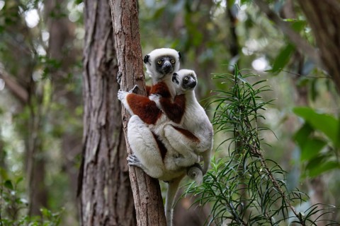 A sifaka (Propithecus coquerelli) in the dry forests of Ankarafantsika National Park in north-west
