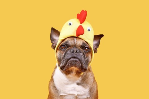 Fawn French Bulldog dog wearing Easter costume chicken hat on yellow background