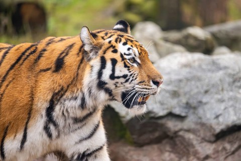 Portrait of a Siberian tiger (Panthera tigris tigris) in a forest, captive, incidence in Russia and