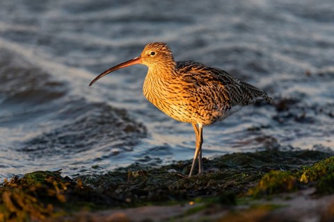 Eurasian curlew (Numenius arquata) adult bird on mudflats at low tide at sunset, North Sea, Holy