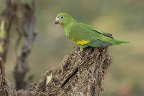 Yellow-winged Parakeet (Brotogeris chiriri) or Canary-winged Parakeet, on cut banana trees,