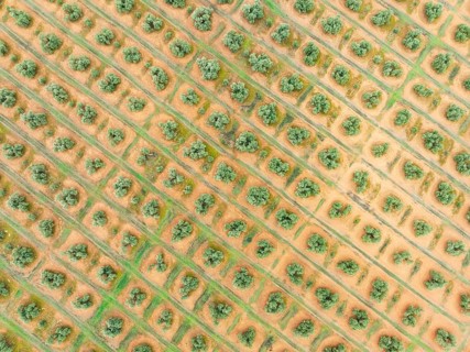 Cultivated olive trees (Olea europaea). Aerial view. Drone shot. Jaén province, Andalusia, Spain,