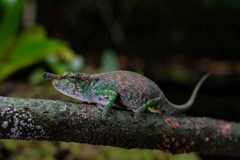 Female chameleon (Calumma linotum) in the rainforests of Amper Mountain National Park in northern
