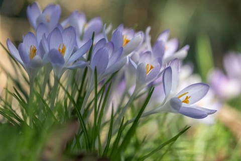 Elf crocus (Crocus tommasinianus), Emsland, Lower Saxony, Germany, Europe