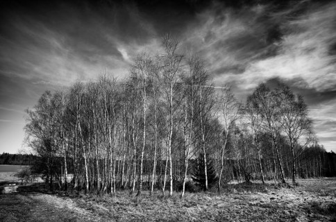 Birches, birch grove, black and white, Weiherwiesen nature reserve, Essingen, Swabian Alb,