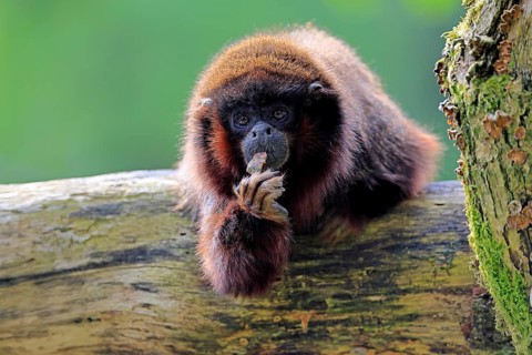 Coppery titi (Plecturocebus cupreus, Syn.: Callicebus cupreus), adult, portrait, tree trunk, South