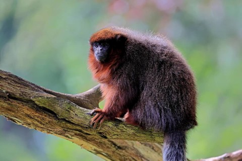 Coppery titi (Plecturocebus cupreus, Syn.: Callicebus cupreus), adult, alert, tree trunk, South