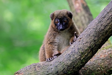 Red-bellied lemur (Eulemur rubriventer), adult, female, on tree trunk, alert, Madagascar, Africa