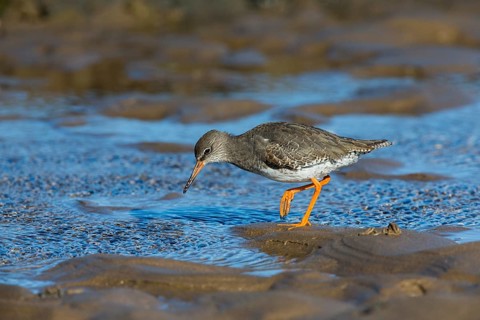 Redshank (Tringa totanus), adult bird in winter plumage walking across mudflats at low tide, North