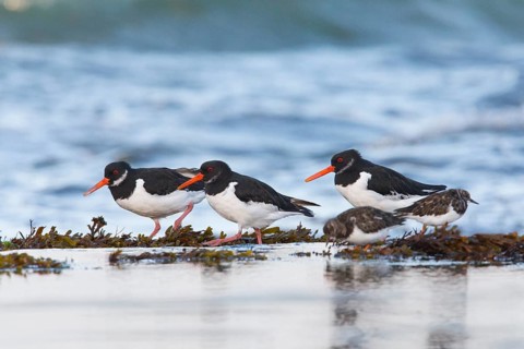 Eurasian oystercatchers (Haematopus ostralegus), three adult birds in winter plumage, walking along